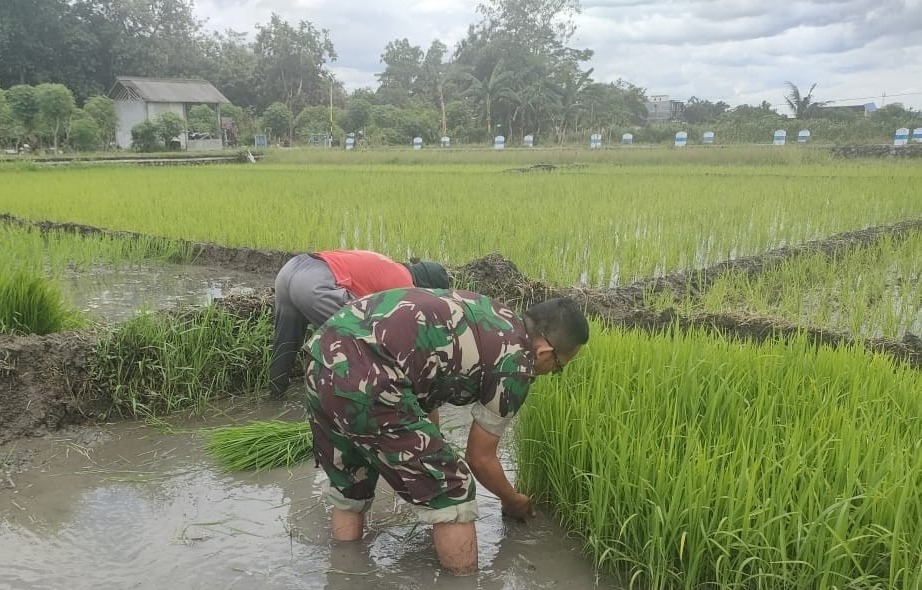 Babinsa Desa Kedungwilut Dampingi Petani
