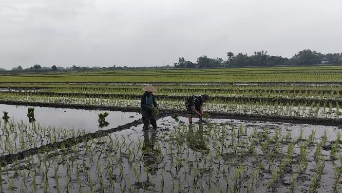 Babinsa Mojosulur Dampingi Penanaman