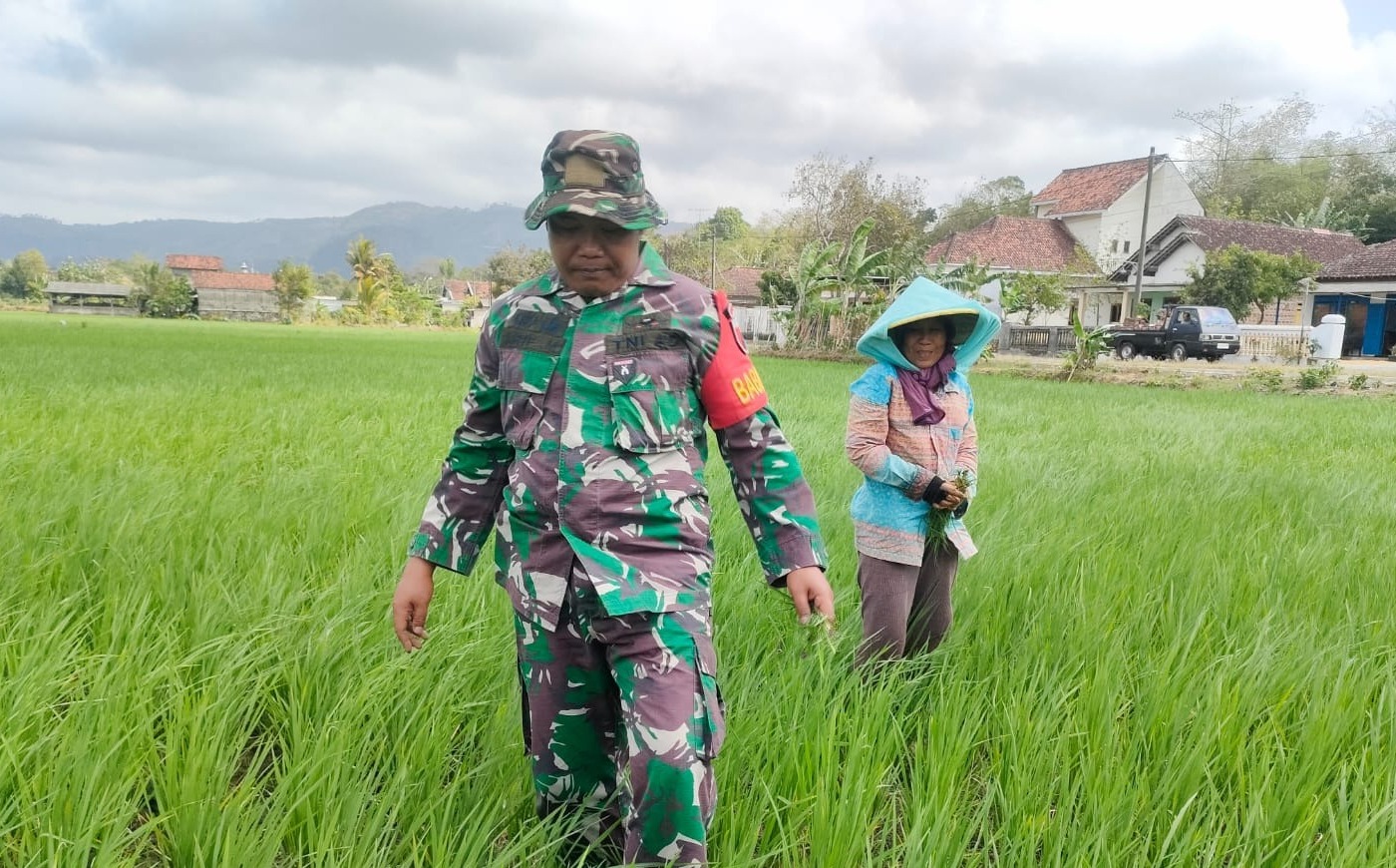 Babinsa Desa Talunkulon Dampingi Petani