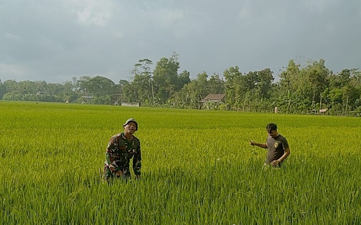 Babinsa Desa Mergayu Bantu Petani