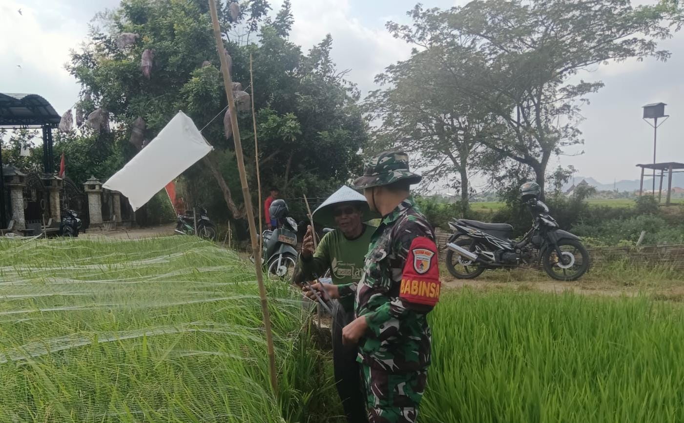 Babinsa Karangrejo Dampingi Petani