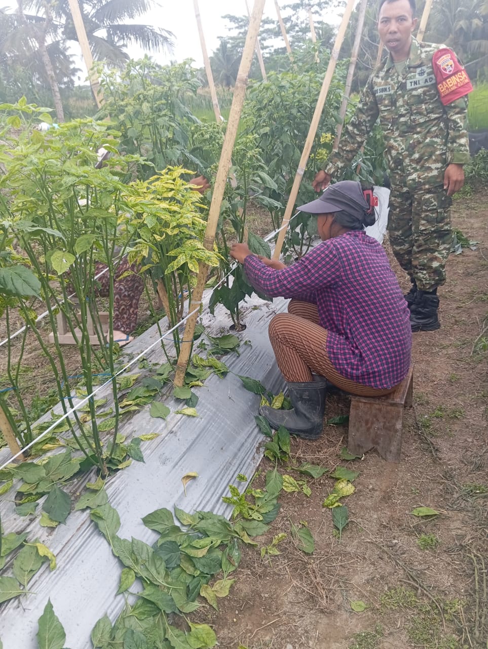 Babinsa Yangapi Dampingi Petani